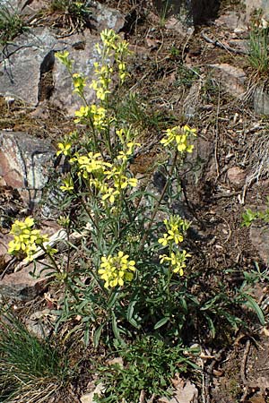 Erysimum crepidifolium \ Bleicher Sch�terich, G�nsesterbe / Hedge Mustard, D Bad Kreuznach, Ruine Rheingrafenstein 20.4.2021