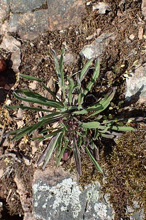 Erysimum crepidifolium \ Bleicher Sch�terich, G�nsesterbe / Hedge Mustard, D Bad Kreuznach, Ruine Rheingrafenstein 20.4.2021