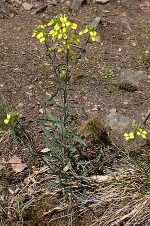 Erysimum crepidifolium \ Bleicher Sch�terich, G�nsesterbe / Hedge Mustard, D Bad Kreuznach, Ruine Rheingrafenstein 20.4.2021