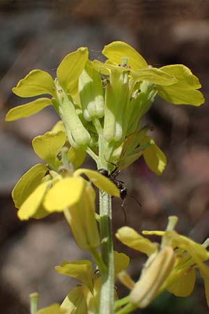 Erysimum crepidifolium \ Bleicher Sch�terich, G�nsesterbe / Hedge Mustard, D Bad Kreuznach, Ruine Rheingrafenstein 20.4.2021