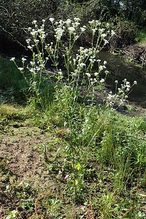 Erigeron annuus / Tall Fleabane, D Bahlingen am Kaiserstuhl 24.9.2021