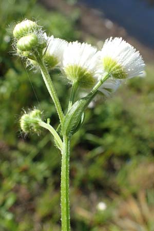 Erigeron annuus / Tall Fleabane, D Bahlingen am Kaiserstuhl 24.9.2021
