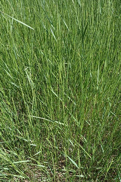 Elymus repens \ Kriechende Quecke / Couch Grass, D Sachsen-Anhalt, Salziger See 7.6.2022