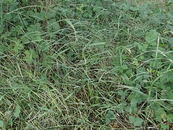 Elymus repens \ Kriechende Quecke / Couch Grass, D Harbach 3.8.2023