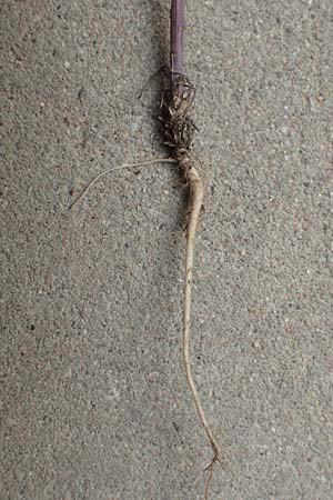 Erysimum virgatum \ Steifer Sch�terich / Hawkweed-Leaved Treacle Mustard, D Mannheim 30.5.2017