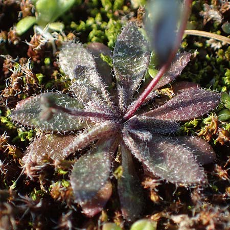Draba spathulata \ Rundfr�chtiges Hungerbl�mchen, D Mannheim,  Friesenheimer Insel 4.3.2022
