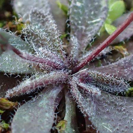 Draba spathulata \ Rundfr�chtiges Hungerbl�mchen, D Mannheim,  Friesenheimer Insel 4.3.2022