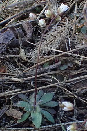 Draba spathulata, Rundfr&uuml;chtiges Hungerbl&uuml;mchen