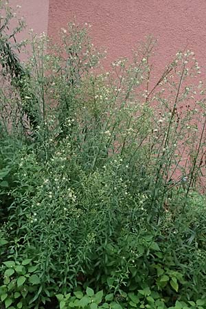 Erigeron sumatrensis \ Sumatra-Katzenschweif, Wei�es Berufkraut / Tall Fleabane, D Mannheim 8.9.2024