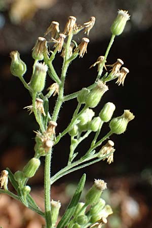 Erigeron sumatrensis \ Sumatra-Katzenschweif, Wei�es Berufkraut / Tall Fleabane, D Mannheim 14.9.2025