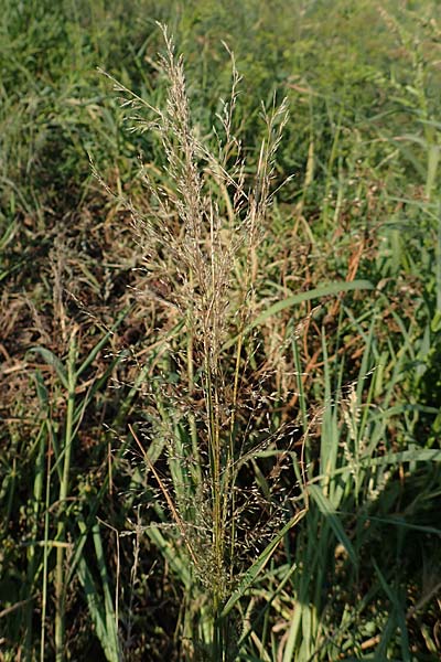 Eragrostis virescens \ Gr�nliches Liebesgras / Mexican Love Grass, D Frankfurt-Oberrad 22.8.2015