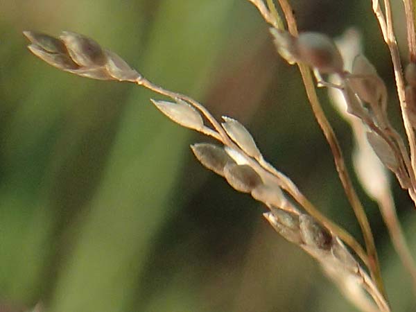 Eragrostis virescens \ Gr�nliches Liebesgras / Mexican Love Grass, D Frankfurt-Oberrad 22.8.2015