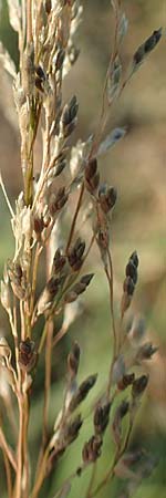 Eragrostis virescens \ Gr�nliches Liebesgras / Mexican Love Grass, D Frankfurt-Oberrad 22.8.2015
