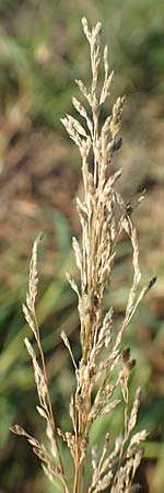 Eragrostis virescens \ Gr�nliches Liebesgras / Mexican Love Grass, D Frankfurt-Oberrad 22.8.2015