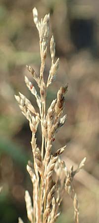 Eragrostis virescens \ Gr�nliches Liebesgras / Mexican Love Grass, D Frankfurt-Oberrad 22.8.2015