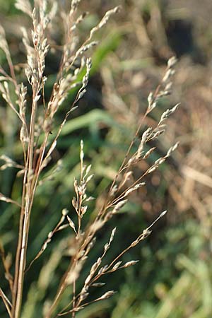 Eragrostis virescens \ Gr�nliches Liebesgras / Mexican Love Grass, D Frankfurt-Oberrad 22.8.2015