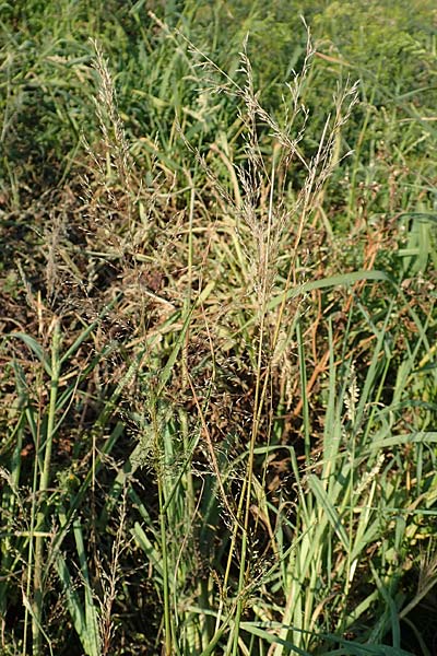 Eragrostis virescens \ Gr�nliches Liebesgras / Mexican Love Grass, D Frankfurt-Oberrad 22.8.2015