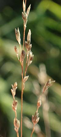 Eragrostis virescens \ Gr�nliches Liebesgras / Mexican Love Grass, D Frankfurt-Oberrad 22.8.2015