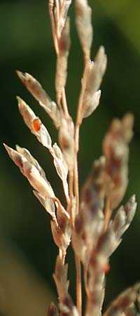 Eragrostis virescens \ Gr�nliches Liebesgras / Mexican Love Grass, D Frankfurt-Oberrad 22.8.2015