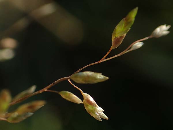 Eragrostis virescens \ Gr�nliches Liebesgras / Mexican Love Grass, D Frankfurt-Oberrad 22.8.2015