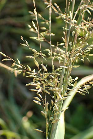 Eragrostis virescens \ Gr�nliches Liebesgras / Mexican Love Grass, D Frankfurt-Oberrad 22.8.2015