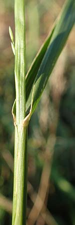 Eragrostis virescens \ Gr�nliches Liebesgras / Mexican Love Grass, D Frankfurt-Oberrad 22.8.2015