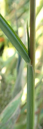 Eragrostis virescens \ Gr�nliches Liebesgras / Mexican Love Grass, D Frankfurt-Oberrad 22.8.2015