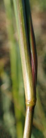 Eragrostis virescens \ Gr�nliches Liebesgras / Mexican Love Grass, D Frankfurt-Oberrad 22.8.2015