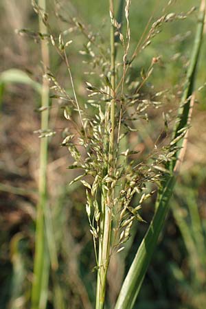 Eragrostis virescens \ Gr�nliches Liebesgras / Mexican Love Grass, D Frankfurt-Oberrad 22.8.2015