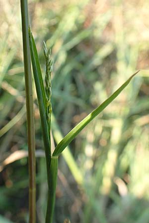 Eragrostis virescens \ Gr�nliches Liebesgras / Mexican Love Grass, D Frankfurt-Oberrad 22.8.2015
