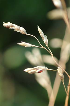 Eragrostis virescens \ Gr�nliches Liebesgras / Mexican Love Grass, D Frankfurt-Oberrad 22.8.2015