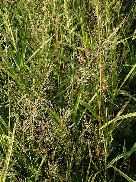 Eragrostis virescens \ Gr�nliches Liebesgras / Mexican Love Grass, D Frankfurt-Oberrad 22.8.2015