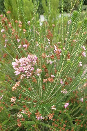 Erica terminalis \ Steife Heide, Gipfelbl�tige Heide / Corsican Heath, Upright Heath, D Botan. Gar.  Universit.  T&uuml;bingen 3.9.2016