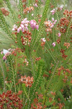Erica terminalis \ Steife Heide, Gipfelbl�tige Heide / Corsican Heath, Upright Heath, D Botan. Gar.  Universit.  T&uuml;bingen 3.9.2016