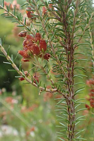Erica terminalis \ Steife Heide, Gipfelbl�tige Heide / Corsican Heath, Upright Heath, D Botan. Gar.  Universit.  T&uuml;bingen 3.9.2016