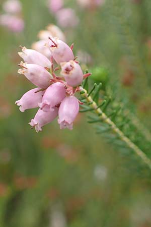 Erica terminalis \ Steife Heide, Gipfelbl�tige Heide / Corsican Heath, Upright Heath, D Botan. Gar.  Universit.  T&uuml;bingen 3.9.2016