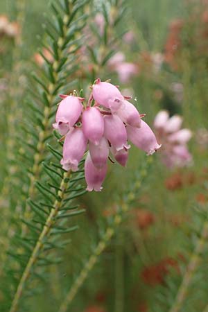 Erica terminalis \ Steife Heide, Gipfelbl�tige Heide / Corsican Heath, Upright Heath, D Botan. Gar.  Universit.  T&uuml;bingen 3.9.2016