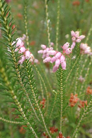 Erica terminalis \ Steife Heide, Gipfelbl�tige Heide / Corsican Heath, Upright Heath, D Botan. Gar.  Universit.  T&uuml;bingen 3.9.2016