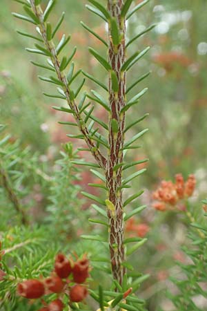 Erica terminalis \ Steife Heide, Gipfelbl�tige Heide / Corsican Heath, Upright Heath, D Botan. Gar.  Universit.  T&uuml;bingen 3.9.2016