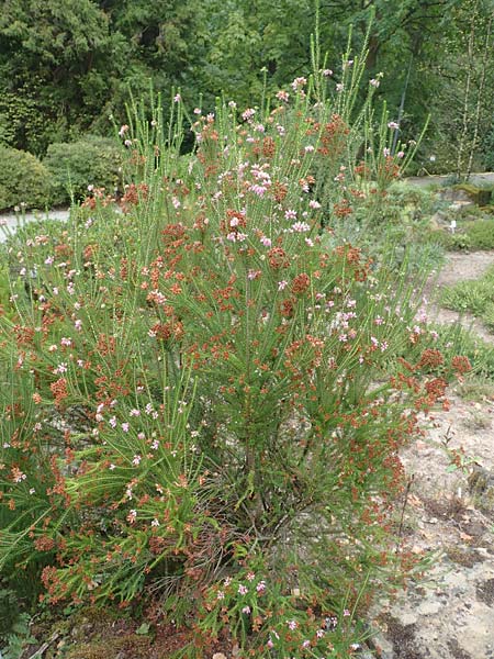Erica terminalis \ Steife Heide, Gipfelbl�tige Heide / Corsican Heath, Upright Heath, D Botan. Gar.  Universit.  T&uuml;bingen 3.9.2016