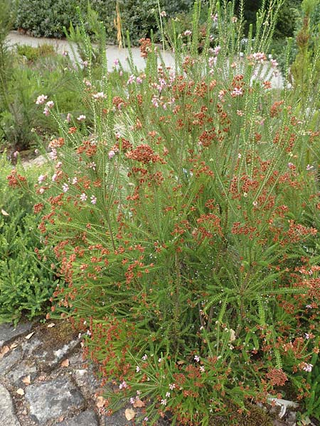 Erica terminalis \ Steife Heide, Gipfelbl�tige Heide / Corsican Heath, Upright Heath, D Botan. Gar.  Universit.  T&uuml;bingen 3.9.2016