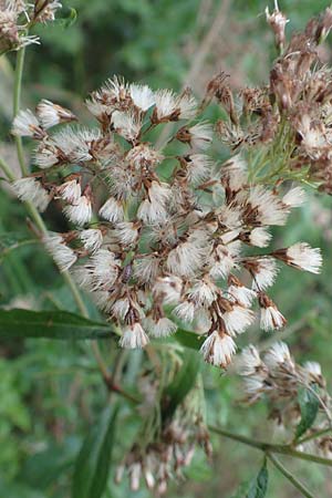 Eupatorium cannabinum \ Wasserdost / Hemp Agrimony, D Allensbach 3.9.2016