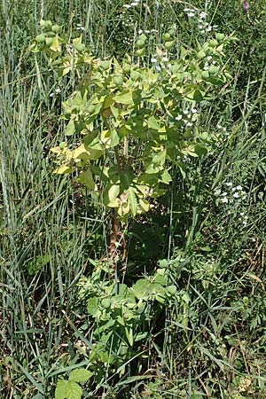 Euphorbia lathyris \ Kreuzbl�ttrige Wolfsmilch / Caper Spurge, D Gr&uuml;nstadt-Asselheim 19.6.2018
