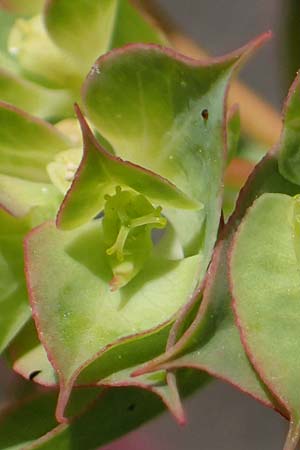 Euphorbia falcata, Sickle Spurge