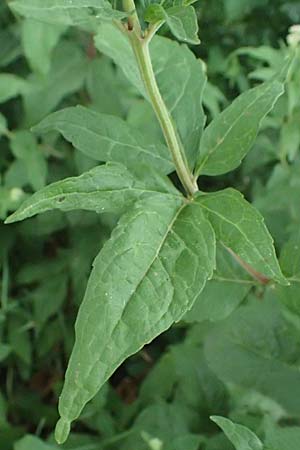 Eupatorium cannabinum \ Wasserdost / Hemp Agrimony, D Pfalz,  Dannstadt 20.7.2023