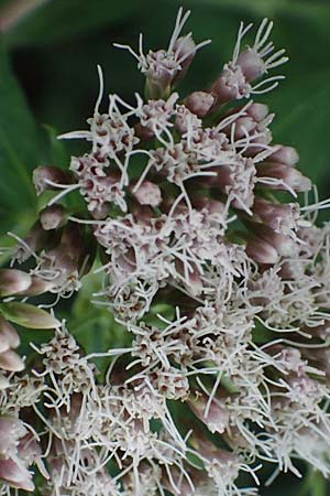 Eupatorium cannabinum \ Wasserdost / Hemp Agrimony, D Pfalz,  Dannstadt 20.7.2023