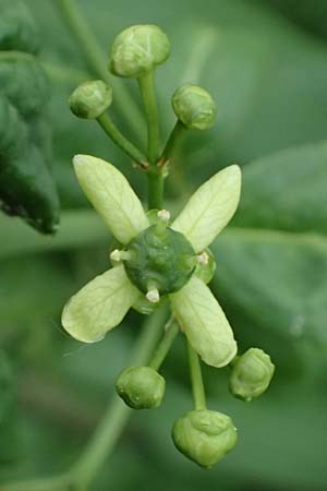 Euonymus europaeus \ Gew�hnliches Pfaffenh�tchen / Spindle, D Freyung 9.5.2025