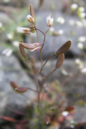 Draba verna agg. \ Fr�hlings-Hungerbl�mchen / Common Whitlowgrass, D Mannheim 13.4.2013