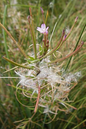 Epilobium parviflorum \ Kleinbl�tiges Weidenr�schen / Hoary Willowherb, Small-Flowered Willowherb, D Worms 23.8.2015