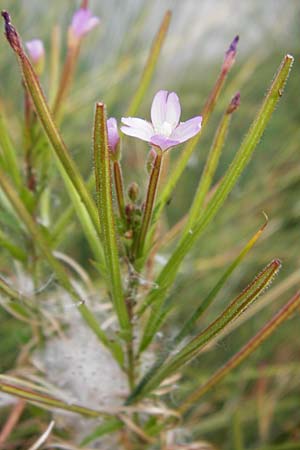 Epilobium parviflorum \ Kleinbl�tiges Weidenr�schen / Hoary Willowherb, Small-Flowered Willowherb, D Worms 23.8.2015